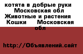 котята в добрые руки - Московская обл. Животные и растения » Кошки   . Московская обл.